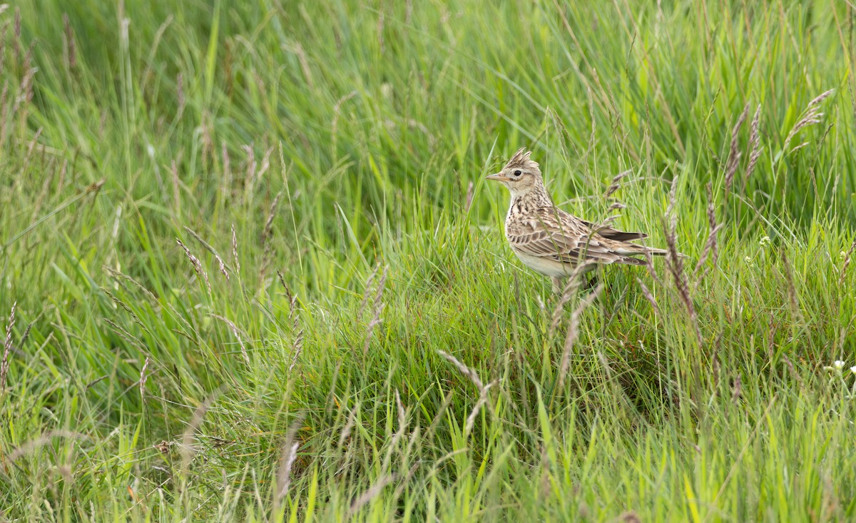 Eurasian Skylark - Owen Tattersall