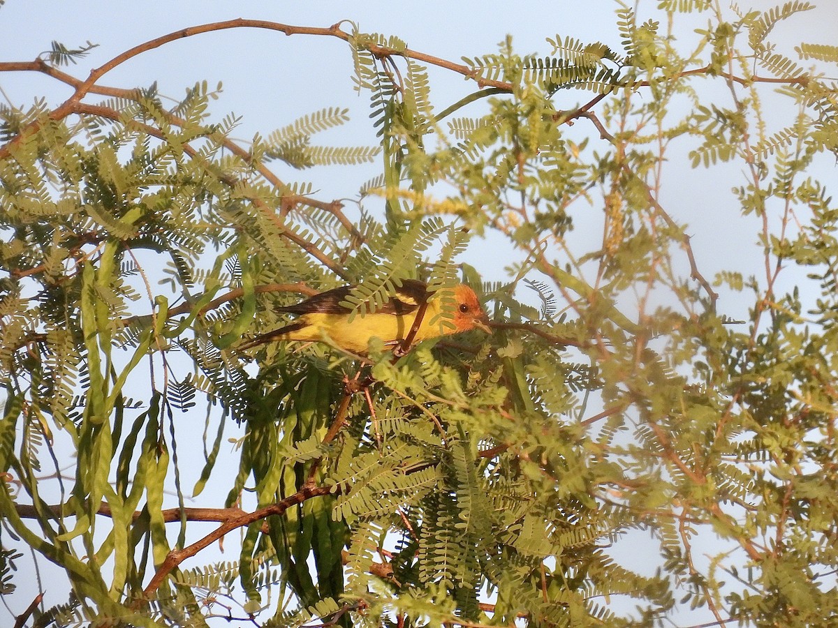 Western Tanager - Blake Kammann