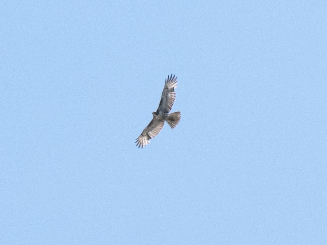 Red-tailed Hawk - Livia .