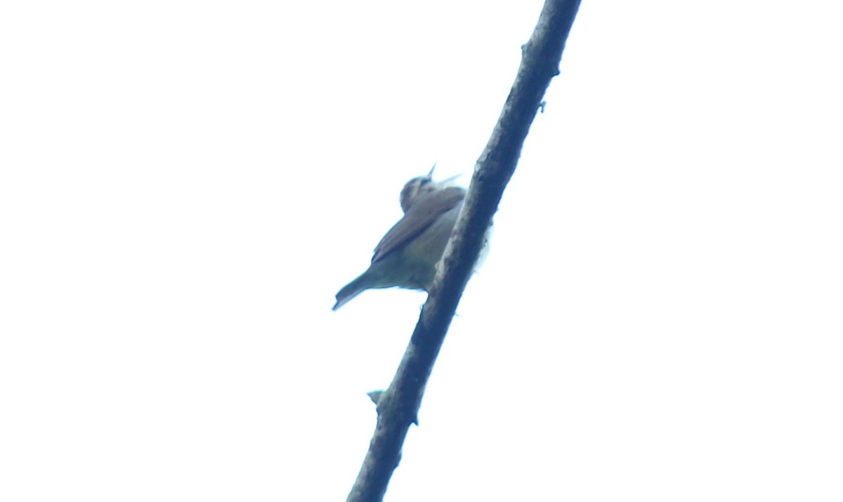 Swainson's Warbler - ML619572242