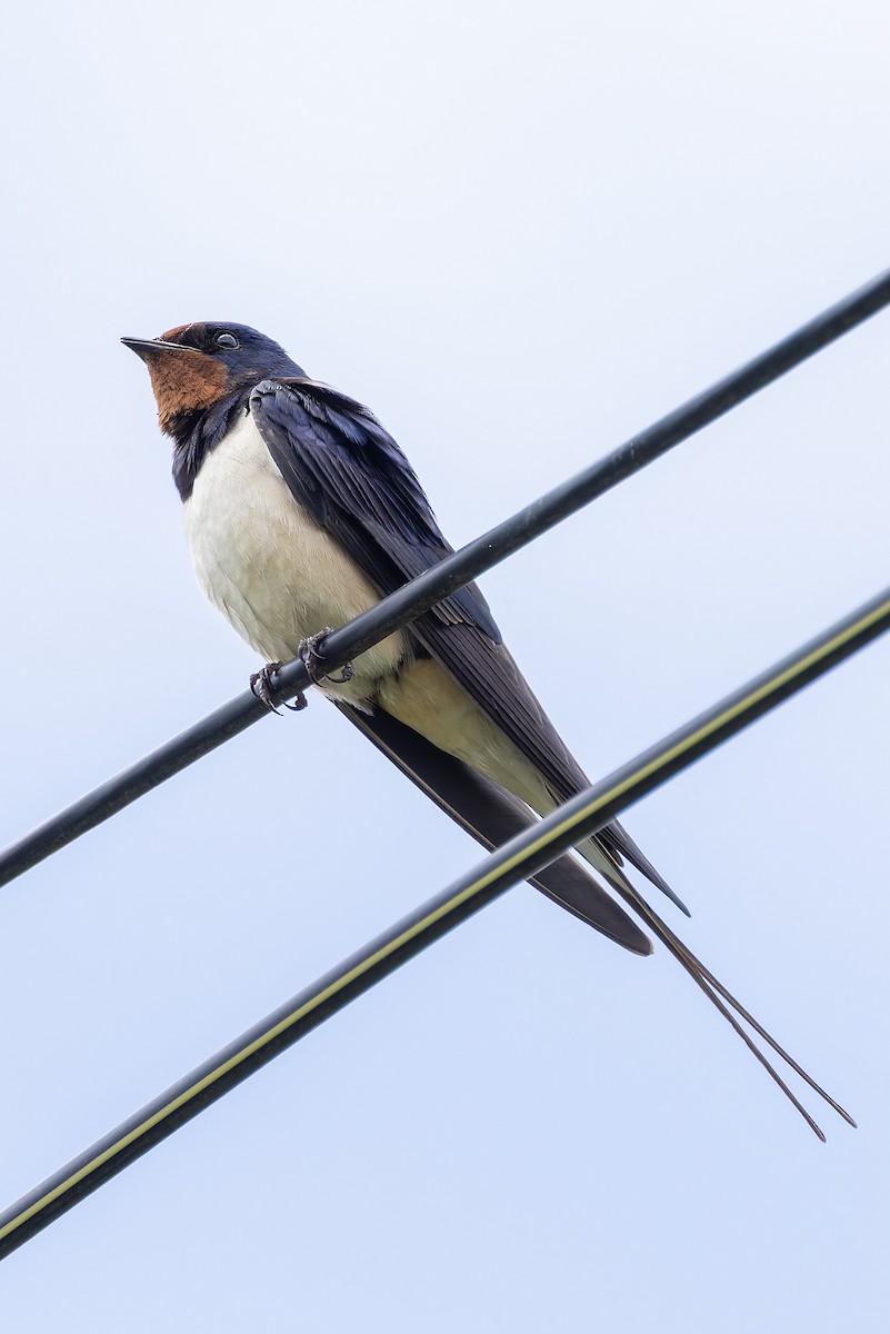 Barn Swallow - ML619572246