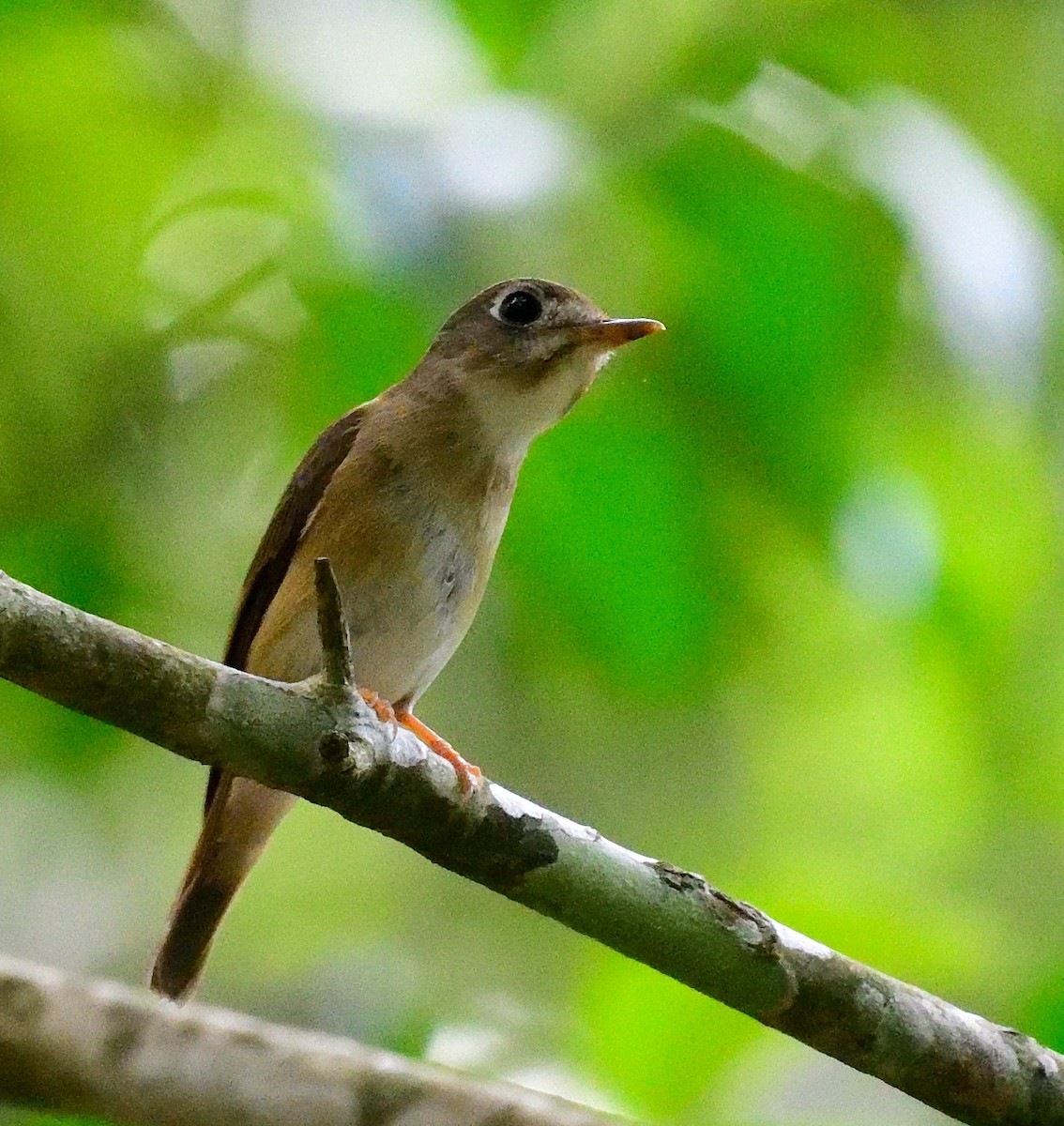 Brown-breasted Flycatcher - ML619572248
