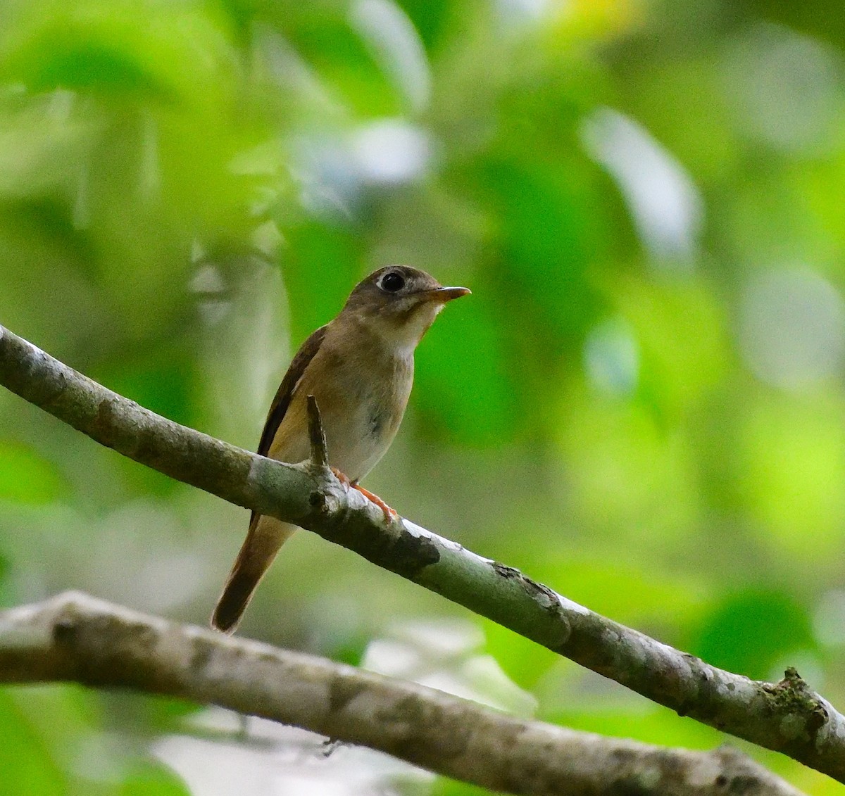 Brown-breasted Flycatcher - ML619572249