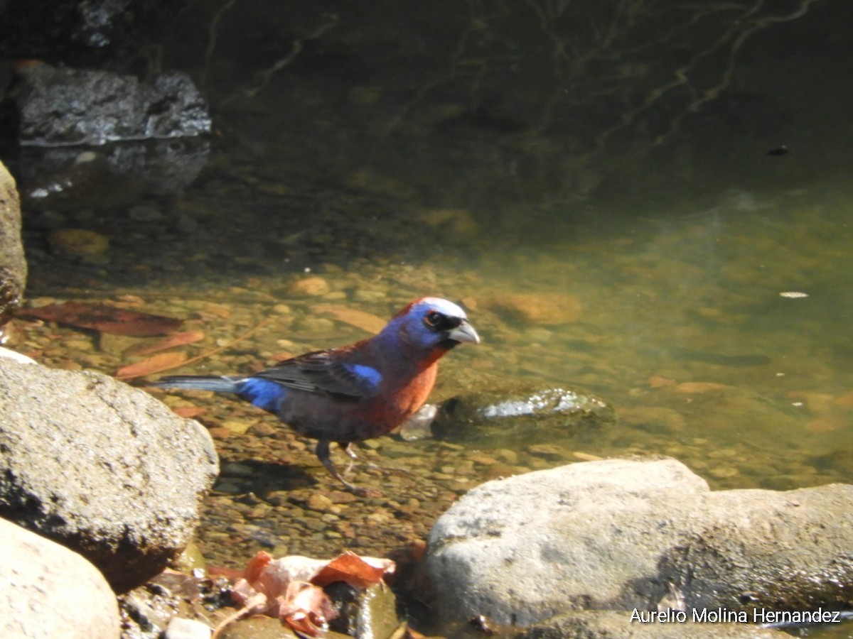 Varied Bunting - Aurelio Molina Hernández