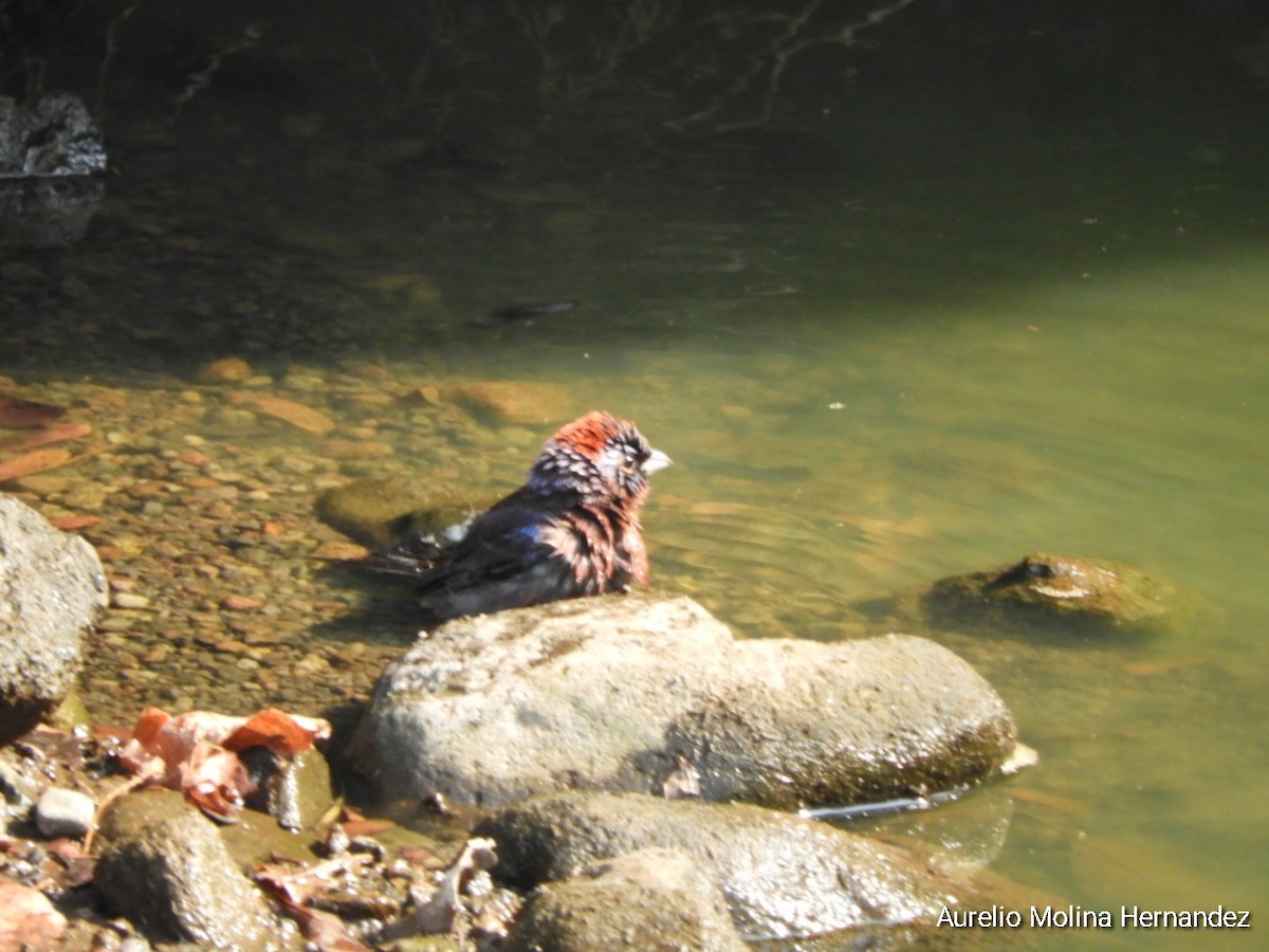 Varied Bunting - Aurelio Molina Hernández