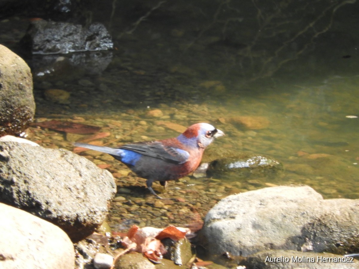 Varied Bunting - Aurelio Molina Hernández