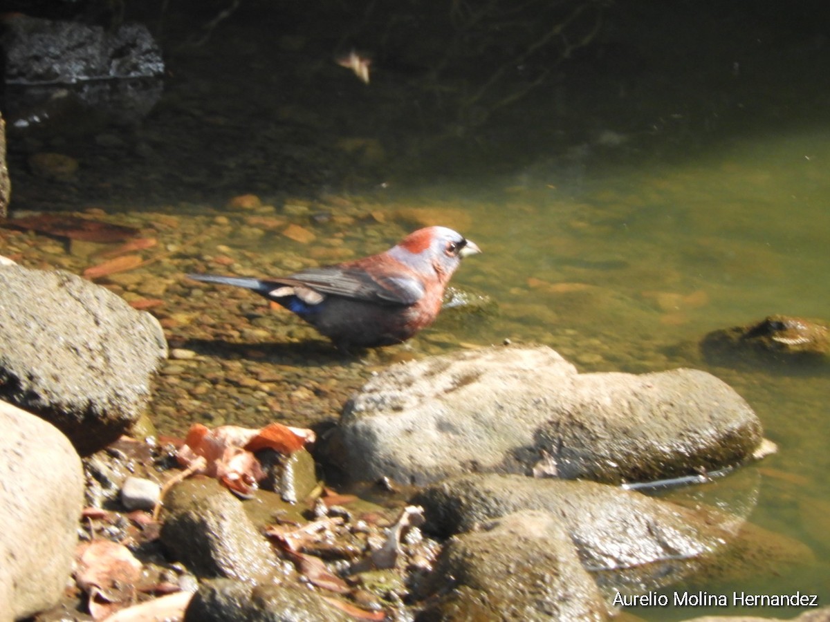 Varied Bunting - Aurelio Molina Hernández