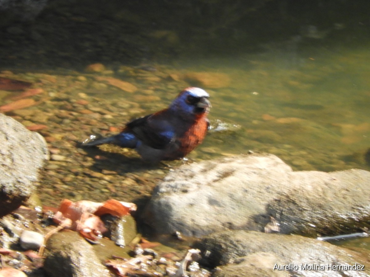 Varied Bunting - Aurelio Molina Hernández