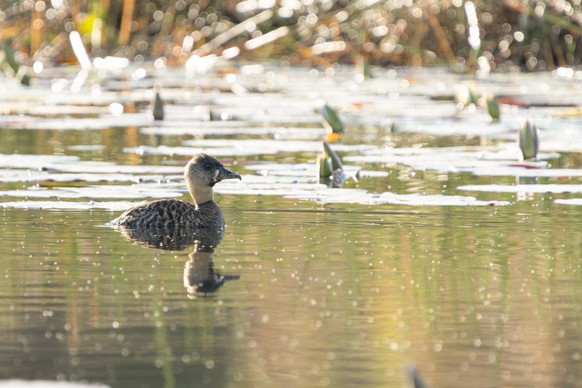 White-backed Duck - Reece Dodd