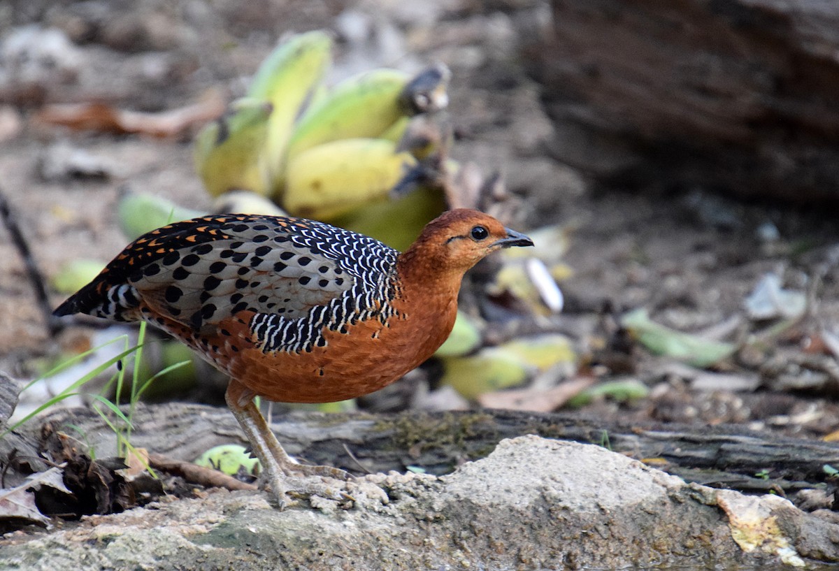 Ferruginous Partridge - Josh Lynton-Jenkins