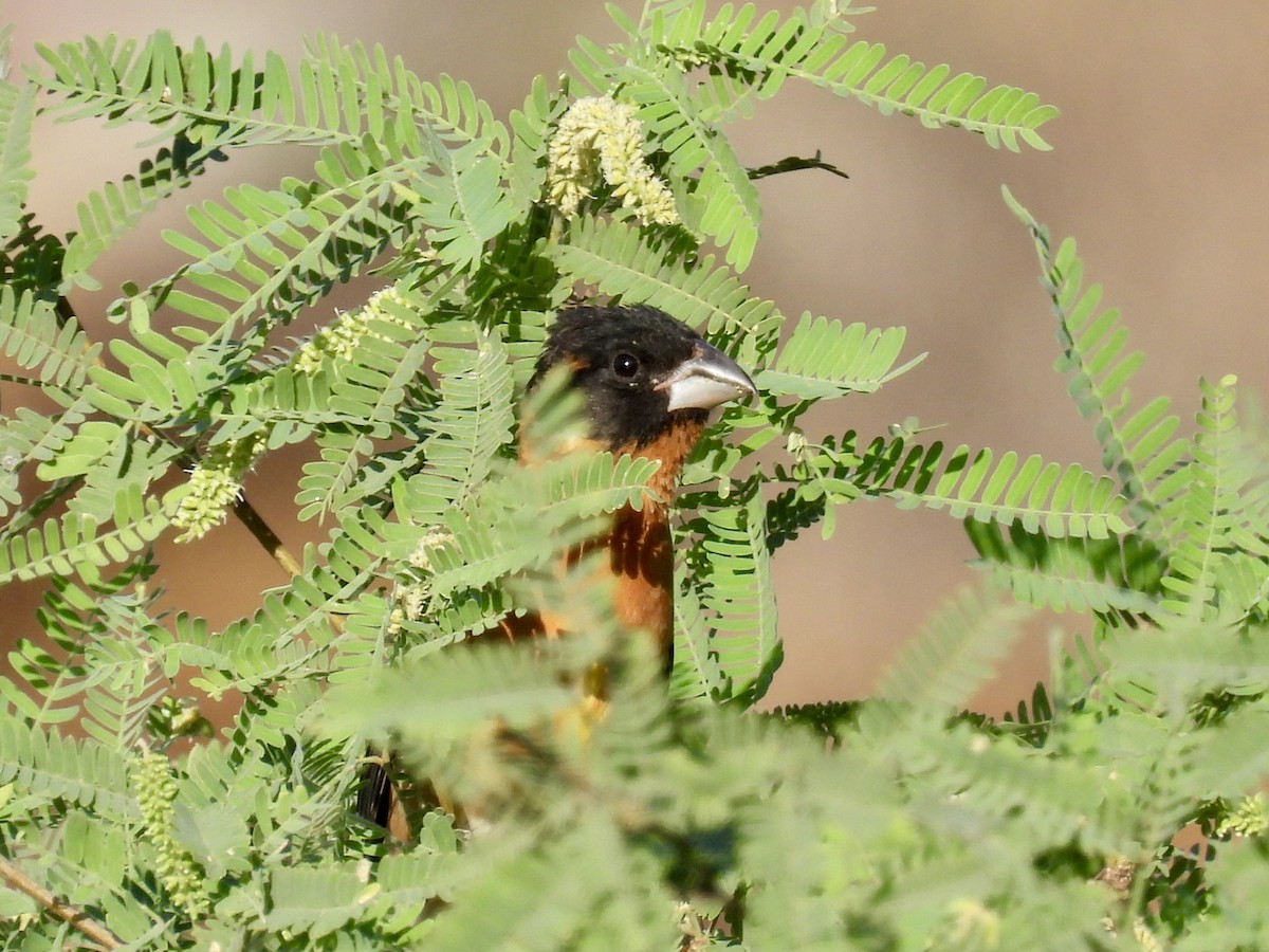 Black-headed Grosbeak - Blake Kammann