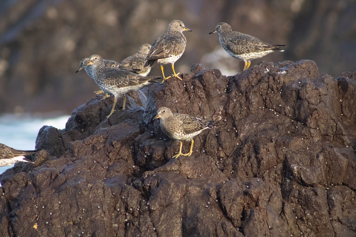 Surfbird - Brian Sampson