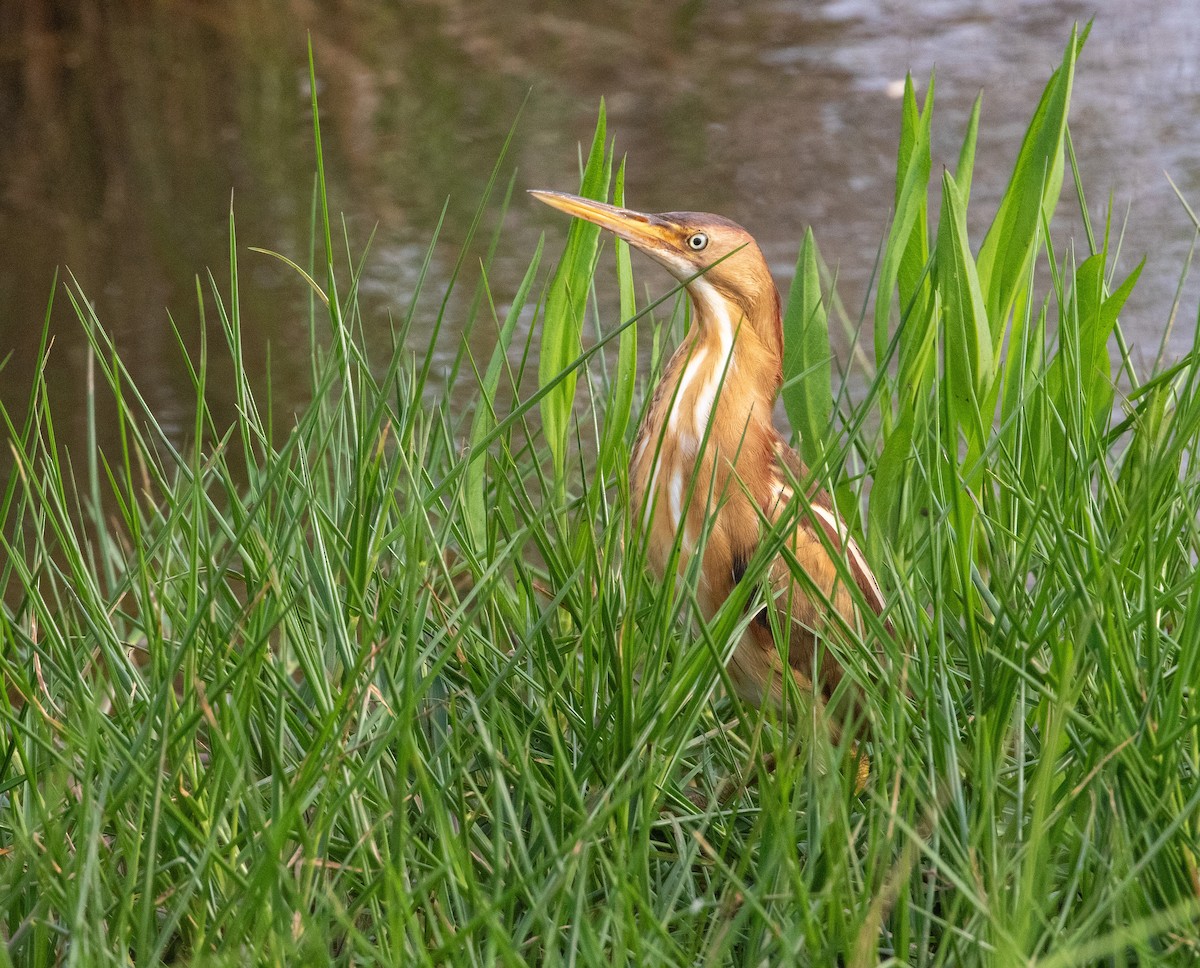 Least Bittern - William Price