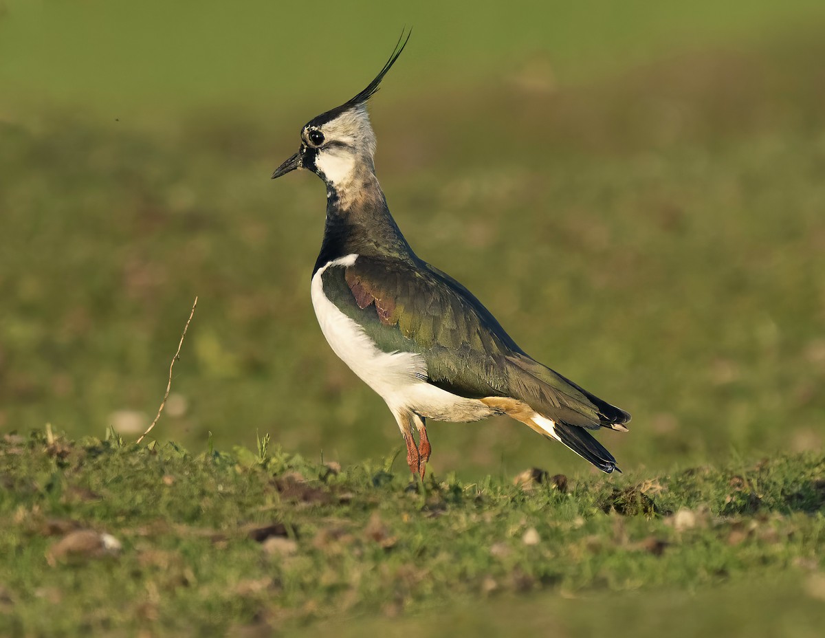 Northern Lapwing - ANASTASIYA SAMOKHINA