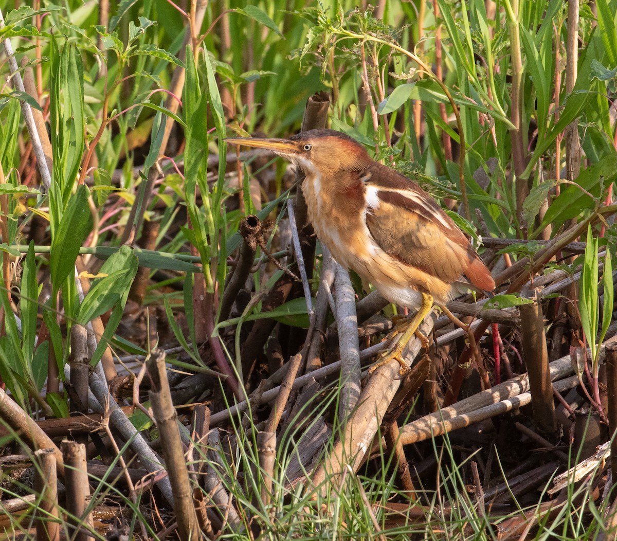 Least Bittern - William Price