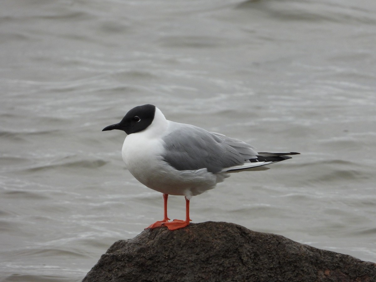 Bonaparte's Gull - Lori Shuler