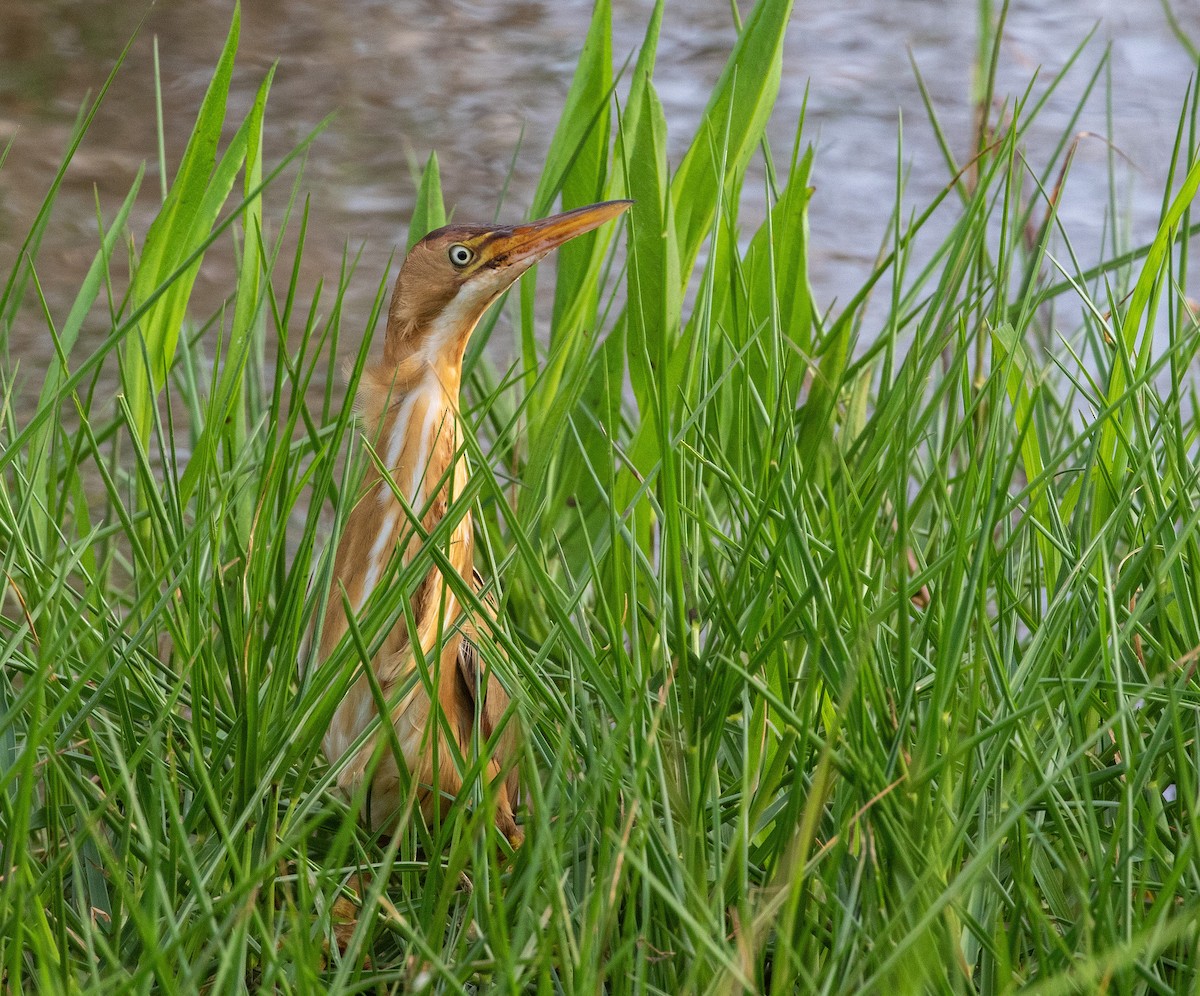 Least Bittern - William Price