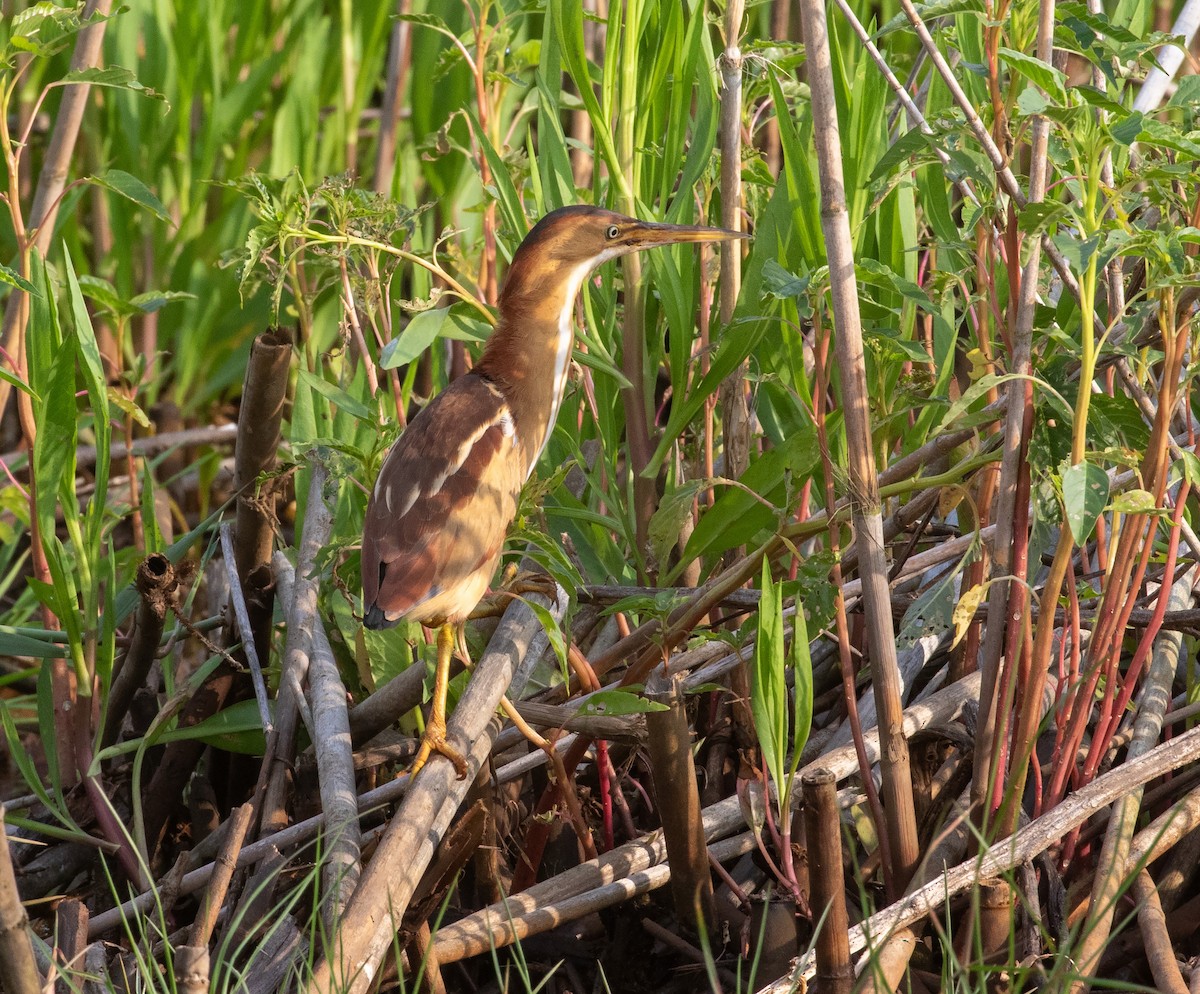 Least Bittern - William Price