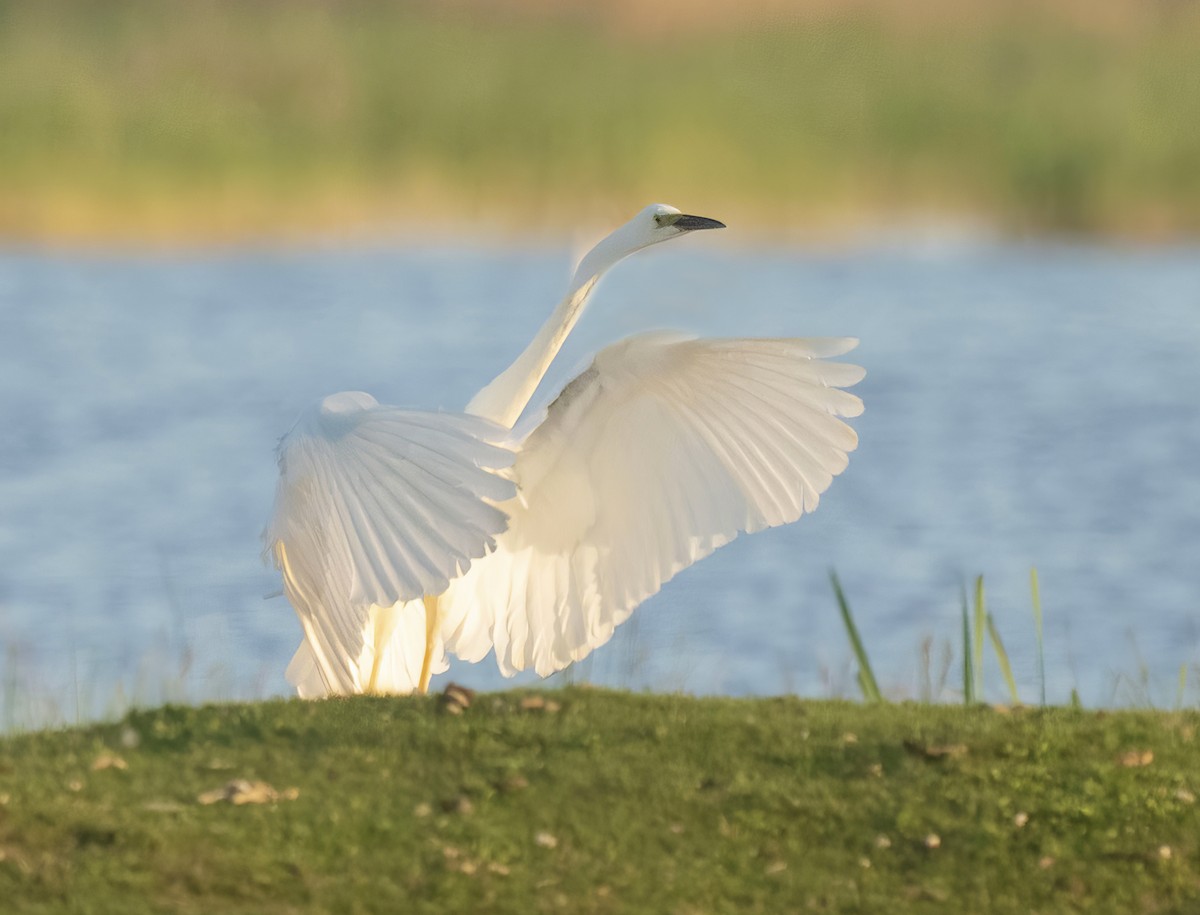 Great Egret - ANASTASIYA SAMOKHINA