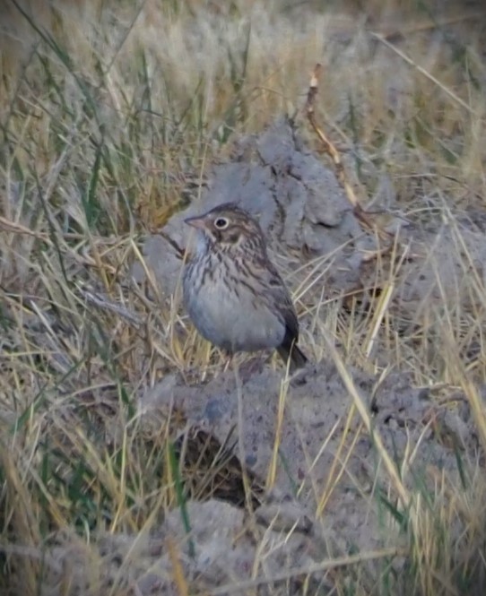 Vesper Sparrow - Dick Cartwright