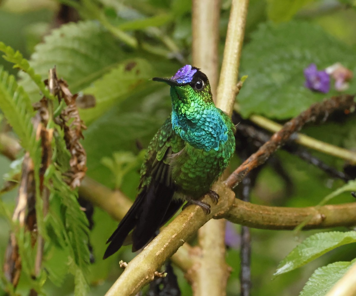 Violet-fronted Brilliant - Michael Smith
