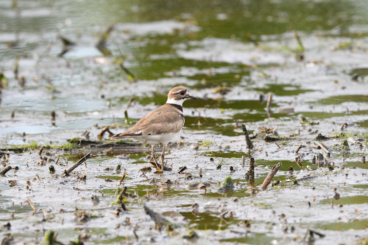 Killdeer - ML619572301