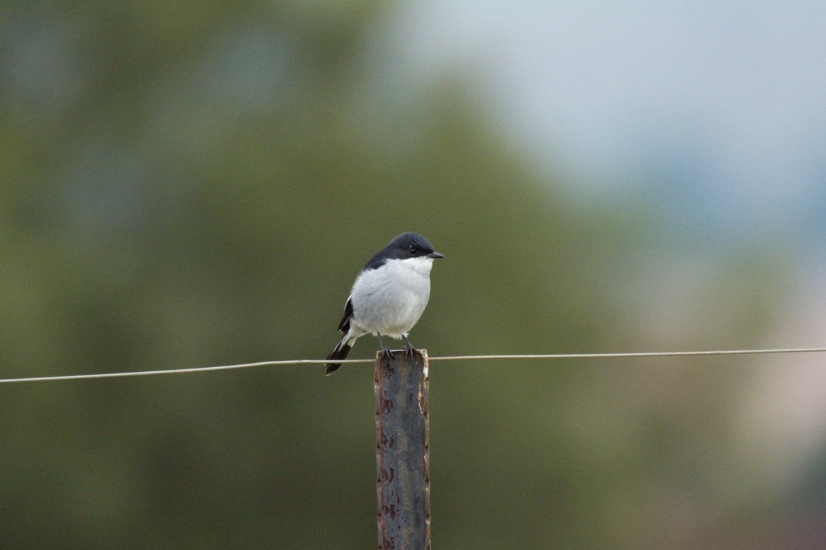 Fiscal Flycatcher - ML619572304