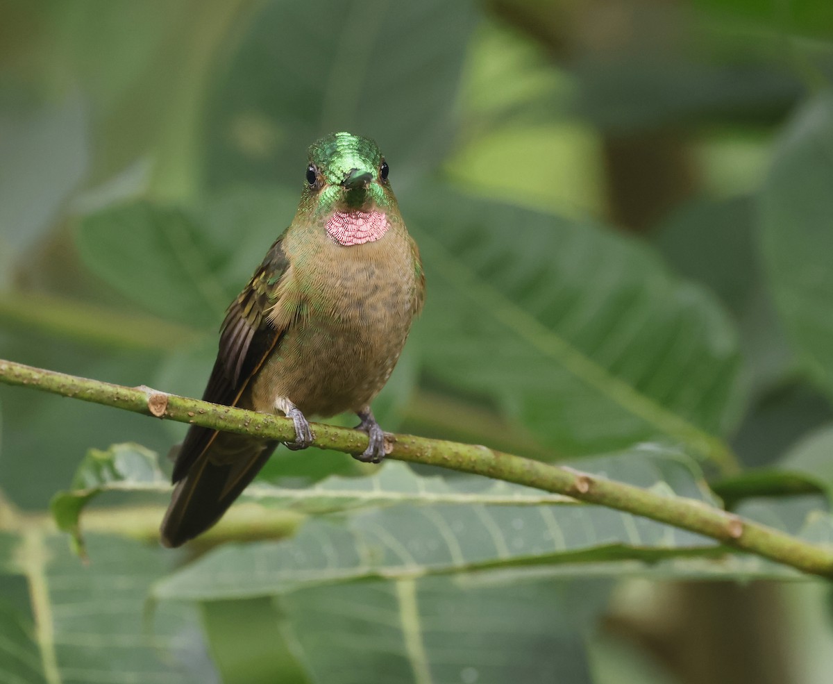 Fawn-breasted Brilliant - Michael Smith