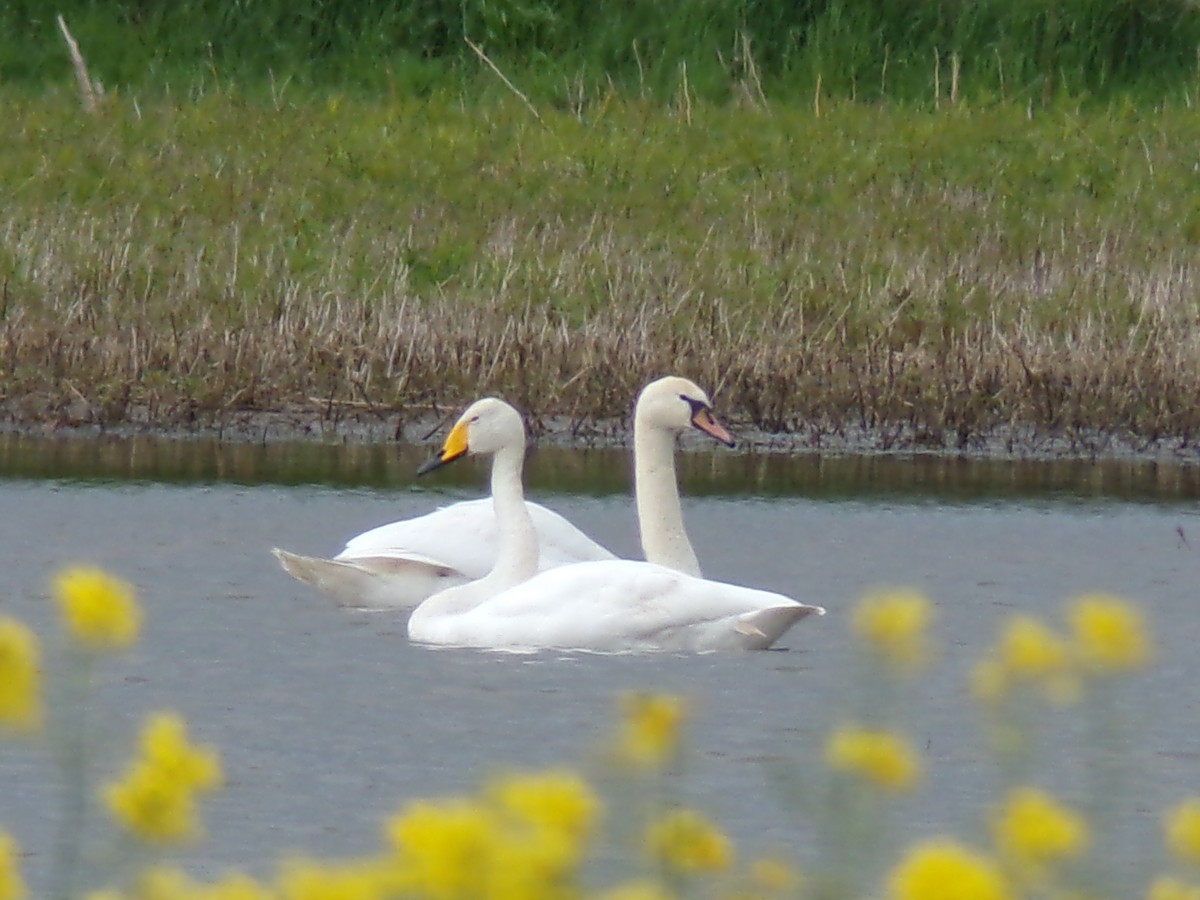 Whooper Swan - ML619572313