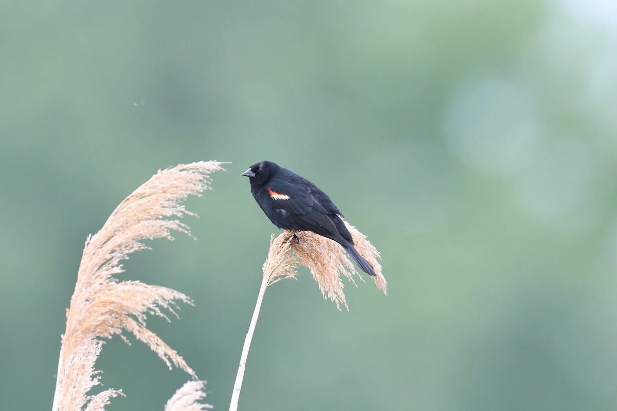 Red-winged Blackbird - terence zahner