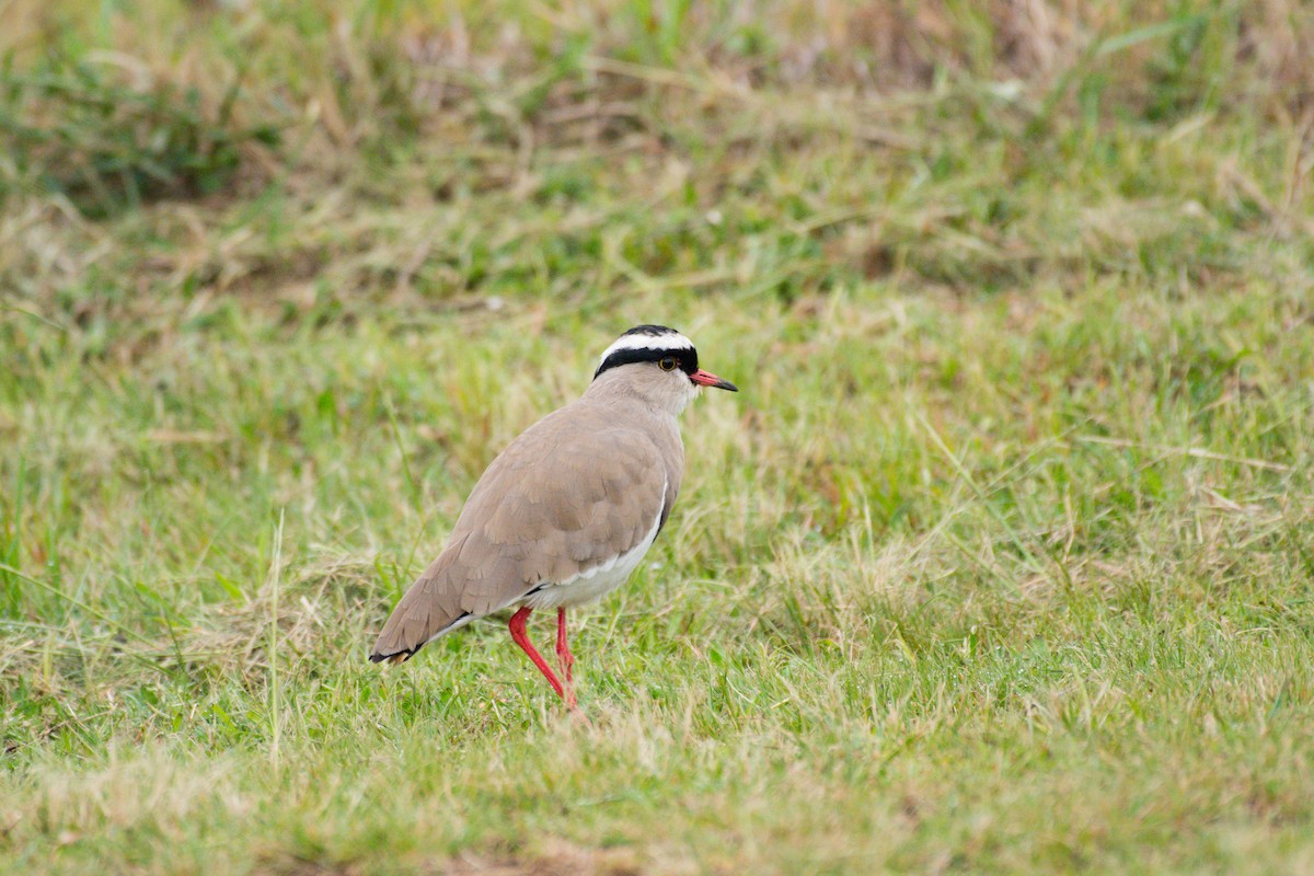 Crowned Lapwing - Nico Visser