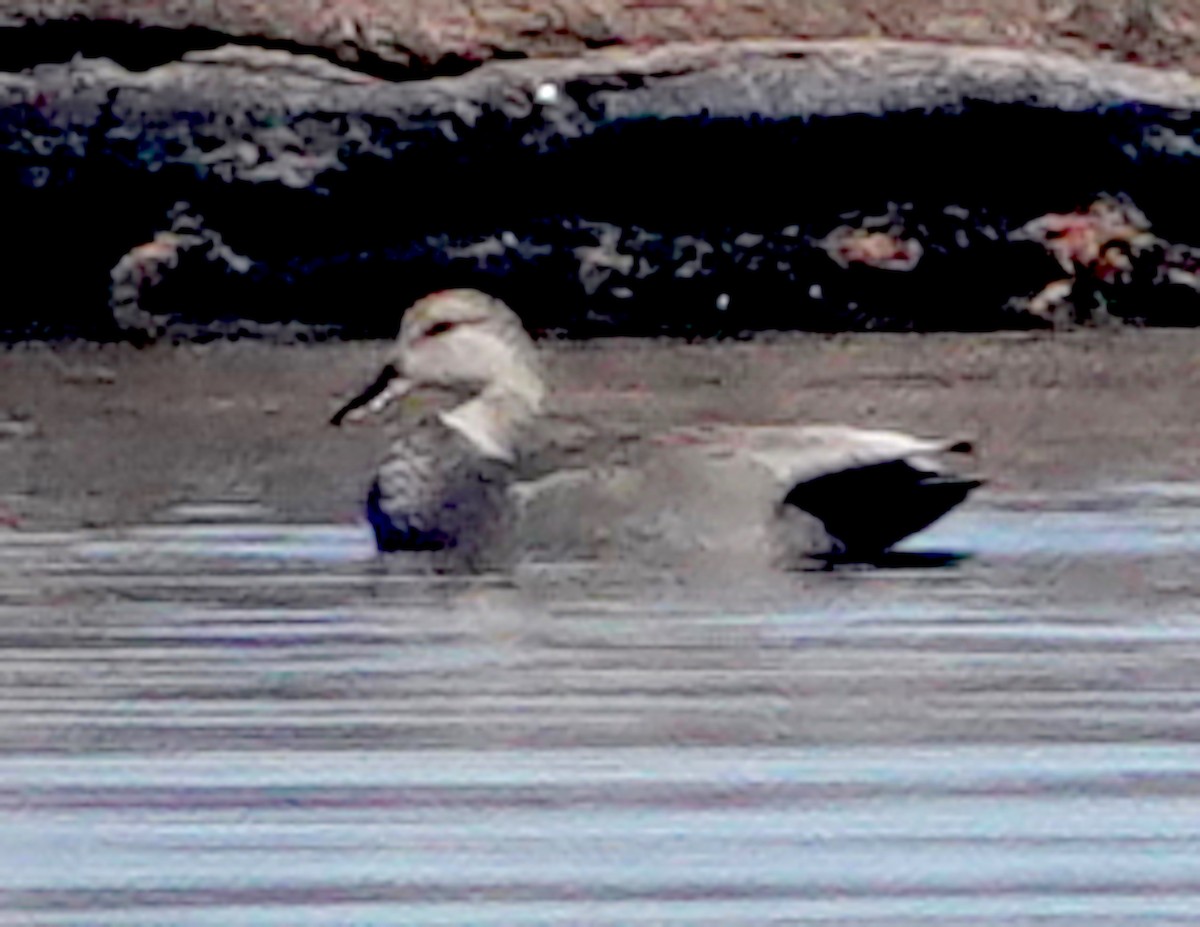 Gadwall - Thomas Jackman