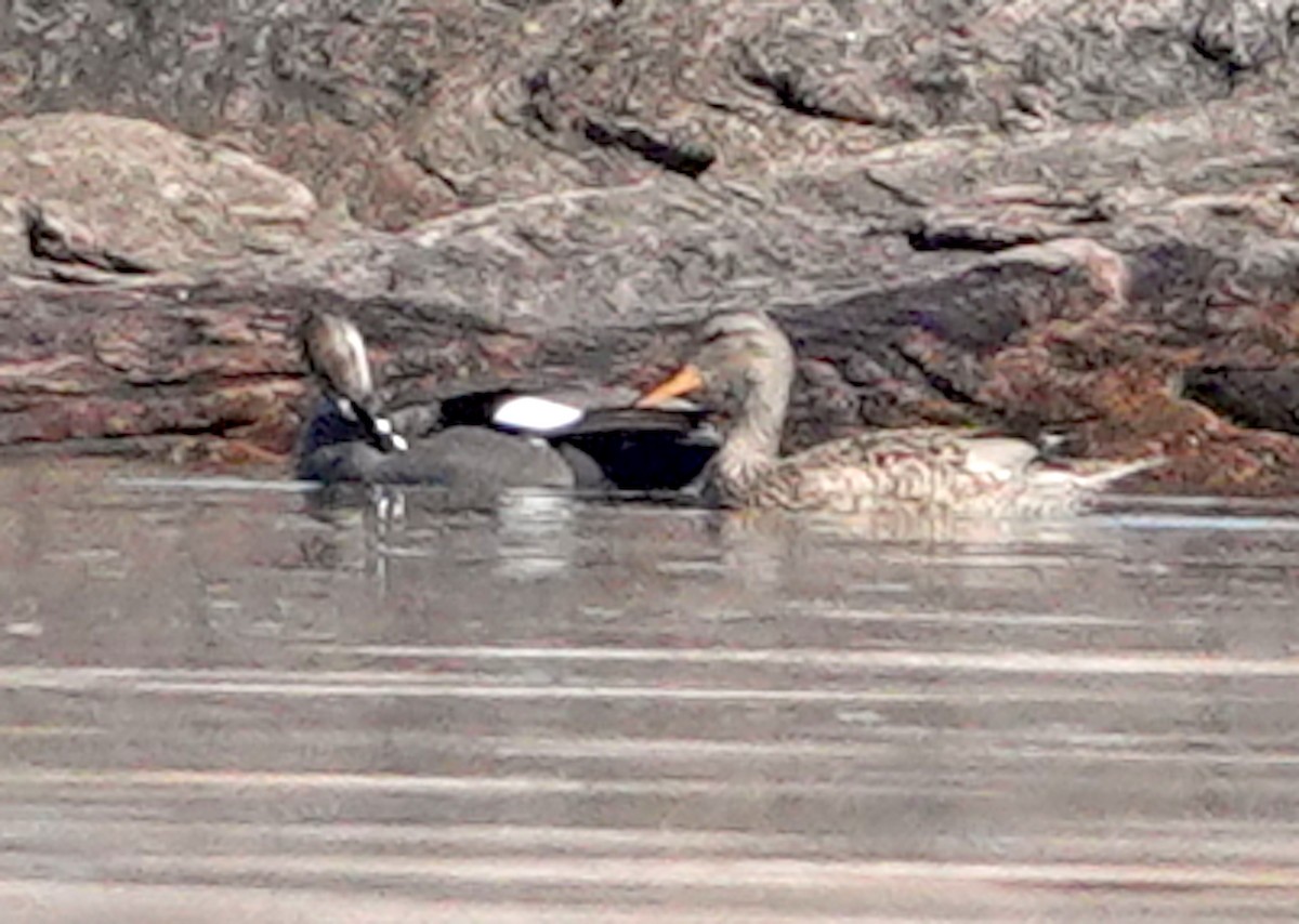 Gadwall - Thomas Jackman