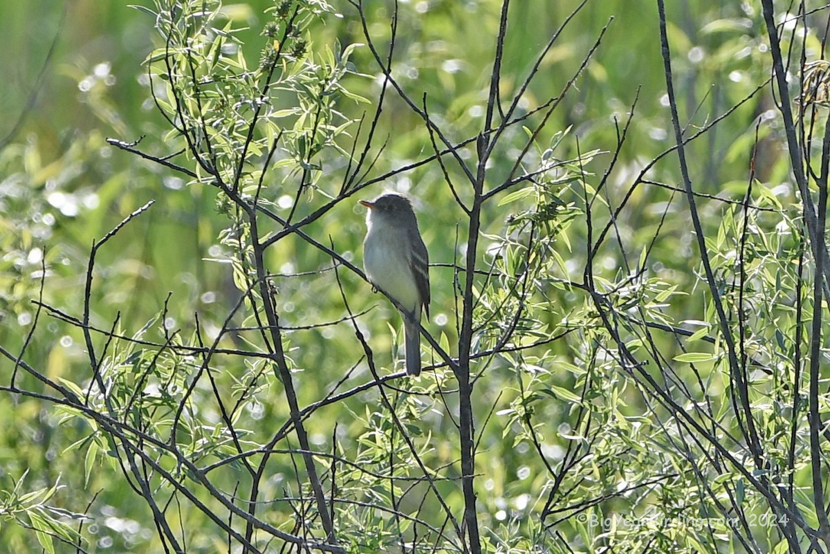 Alder Flycatcher - Ethan Whitaker