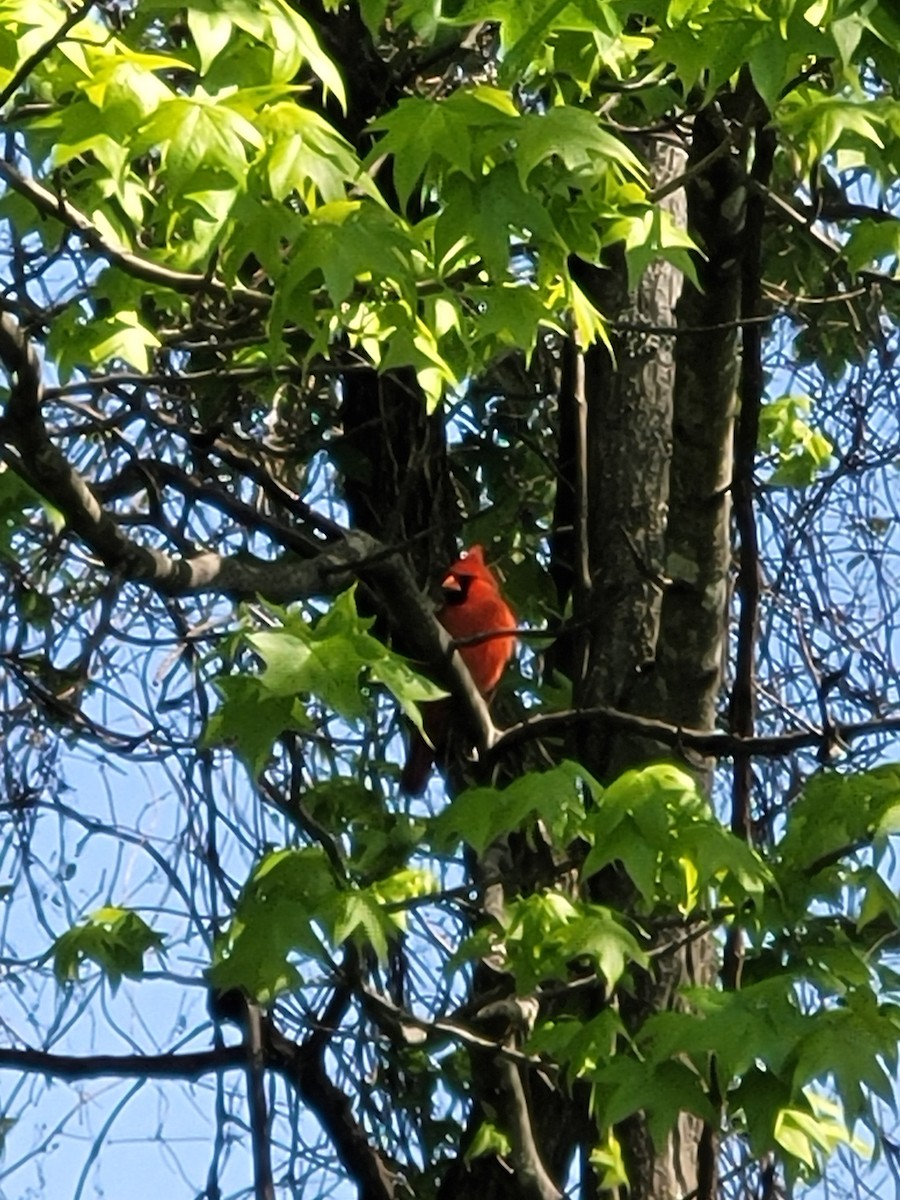 Northern Cardinal - Clayton  Rucker