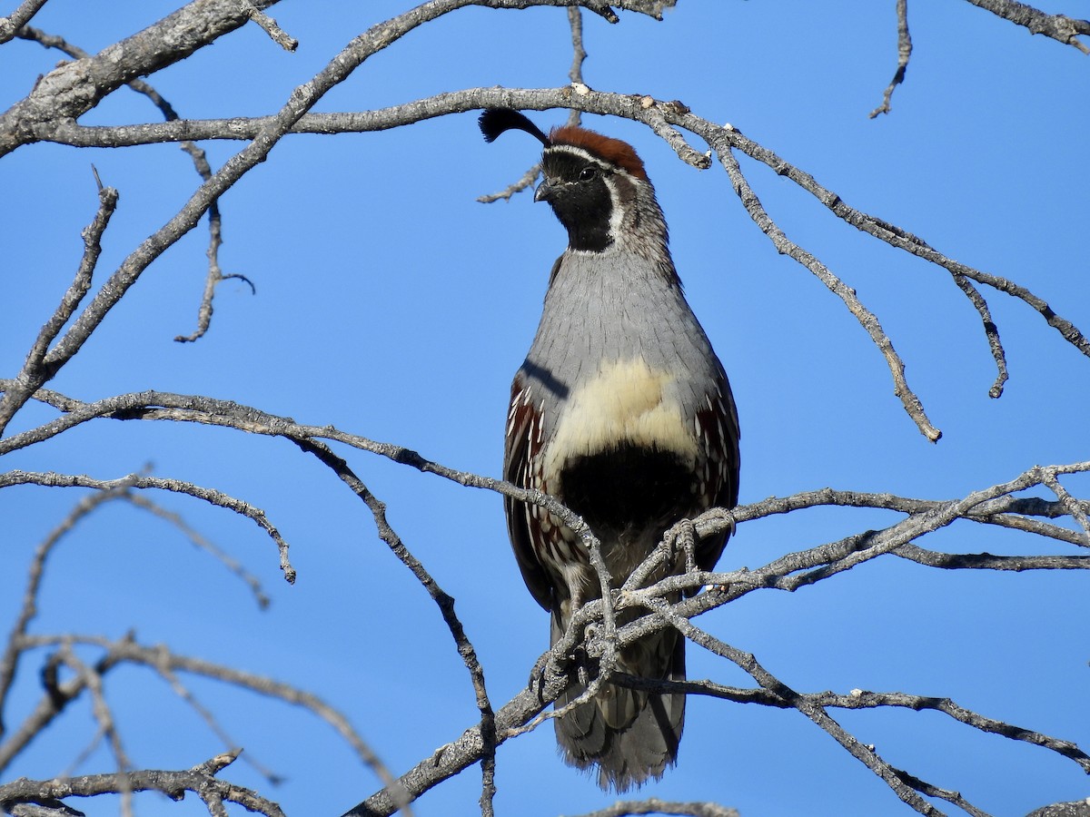 Gambel's Quail - Blake Kammann