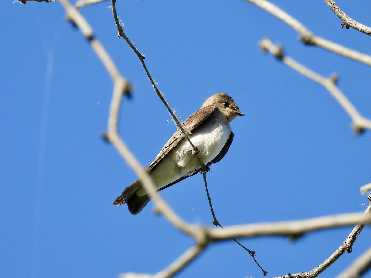 Northern Rough-winged Swallow - Blake Kammann