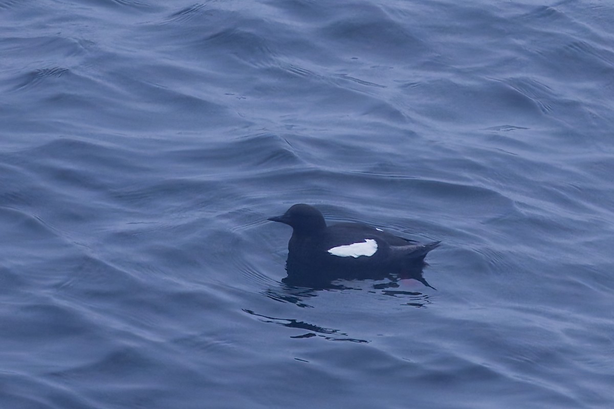 Black Guillemot - Graham Ella