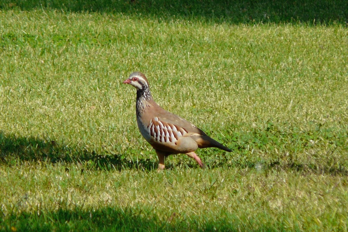 Red-legged Partridge - ML619572353