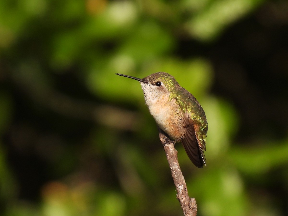 Calliope Hummingbird - Teale Fristoe