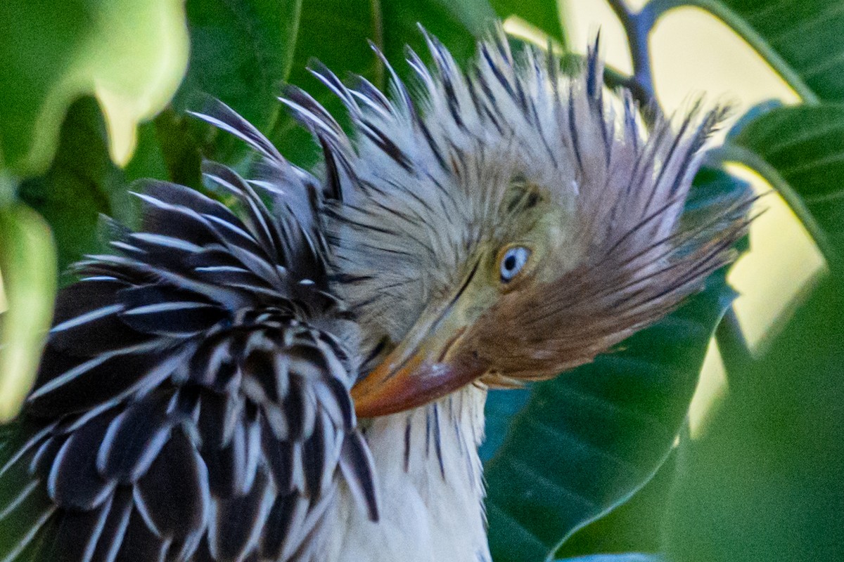 Guira Cuckoo - Kurt Gaskill