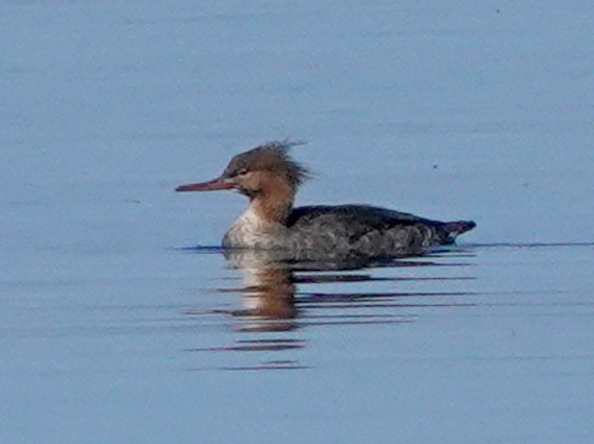 Red-breasted Merganser - ML619572361