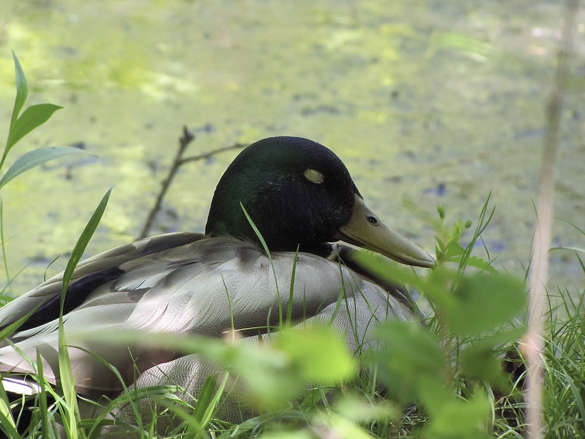 Mallard - Erin Barber