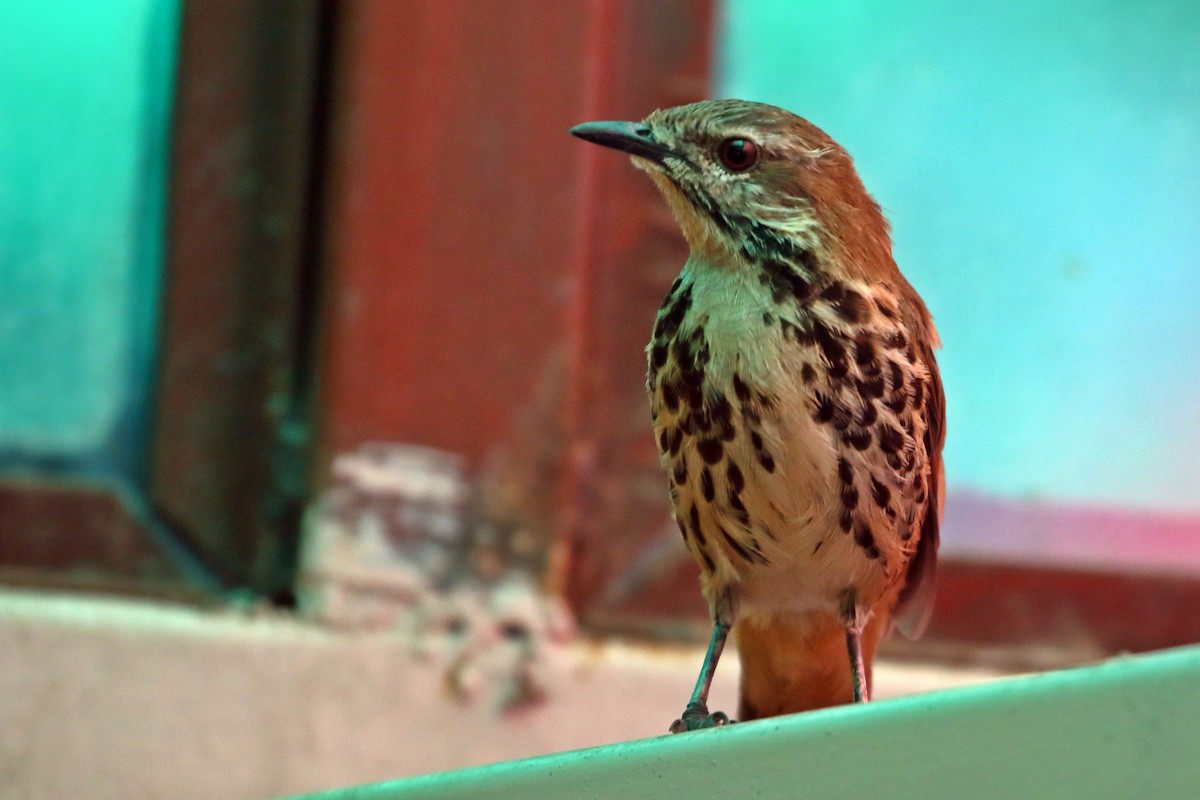 Spotted Morning-Thrush - Zbigniew Swiacki