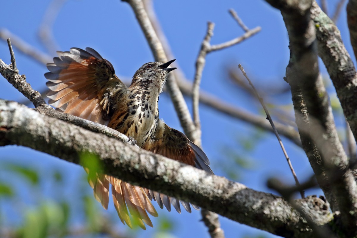 Spotted Morning-Thrush - ML619572366