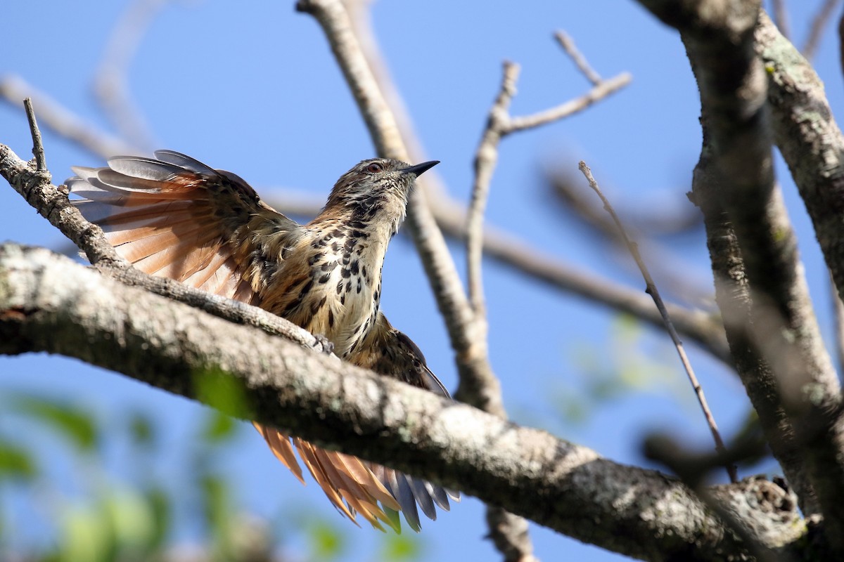 Spotted Morning-Thrush - Zbigniew Swiacki