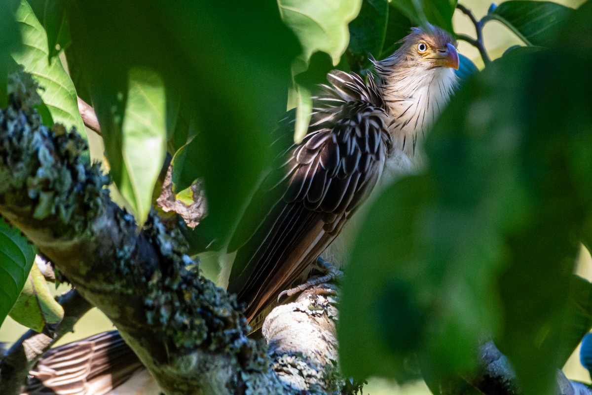 Guira Cuckoo - Kurt Gaskill