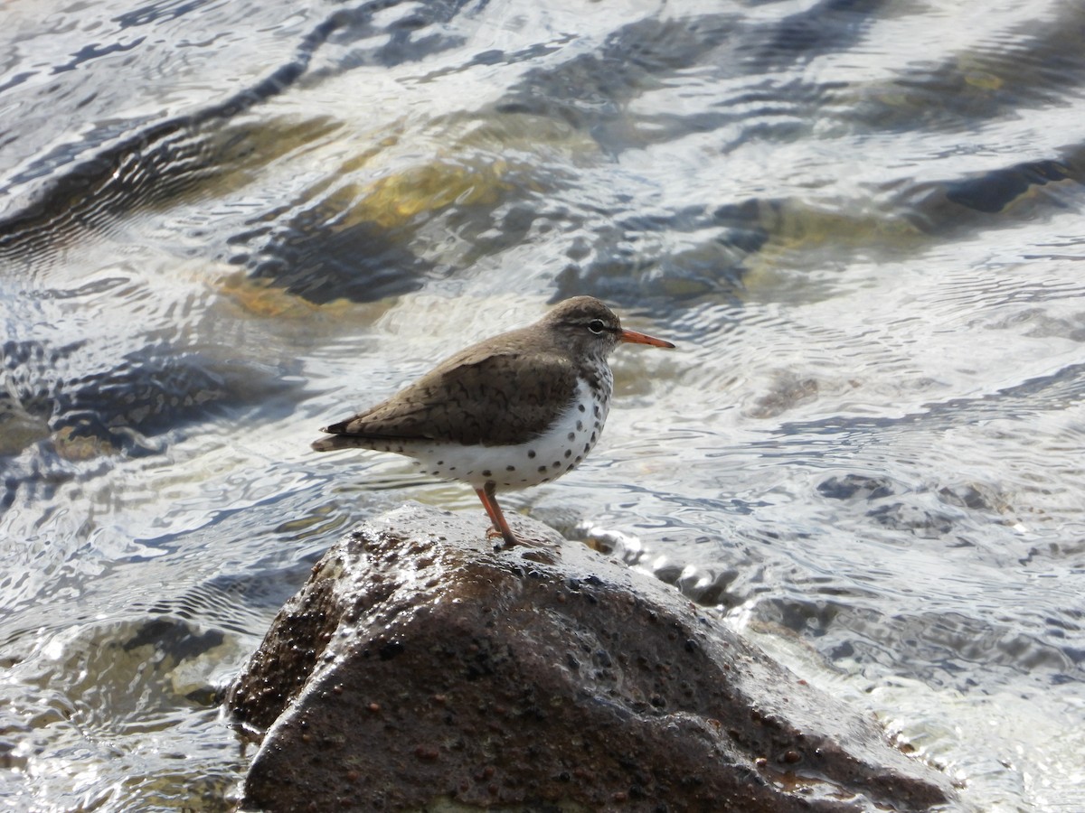 Spotted Sandpiper - ML619572376