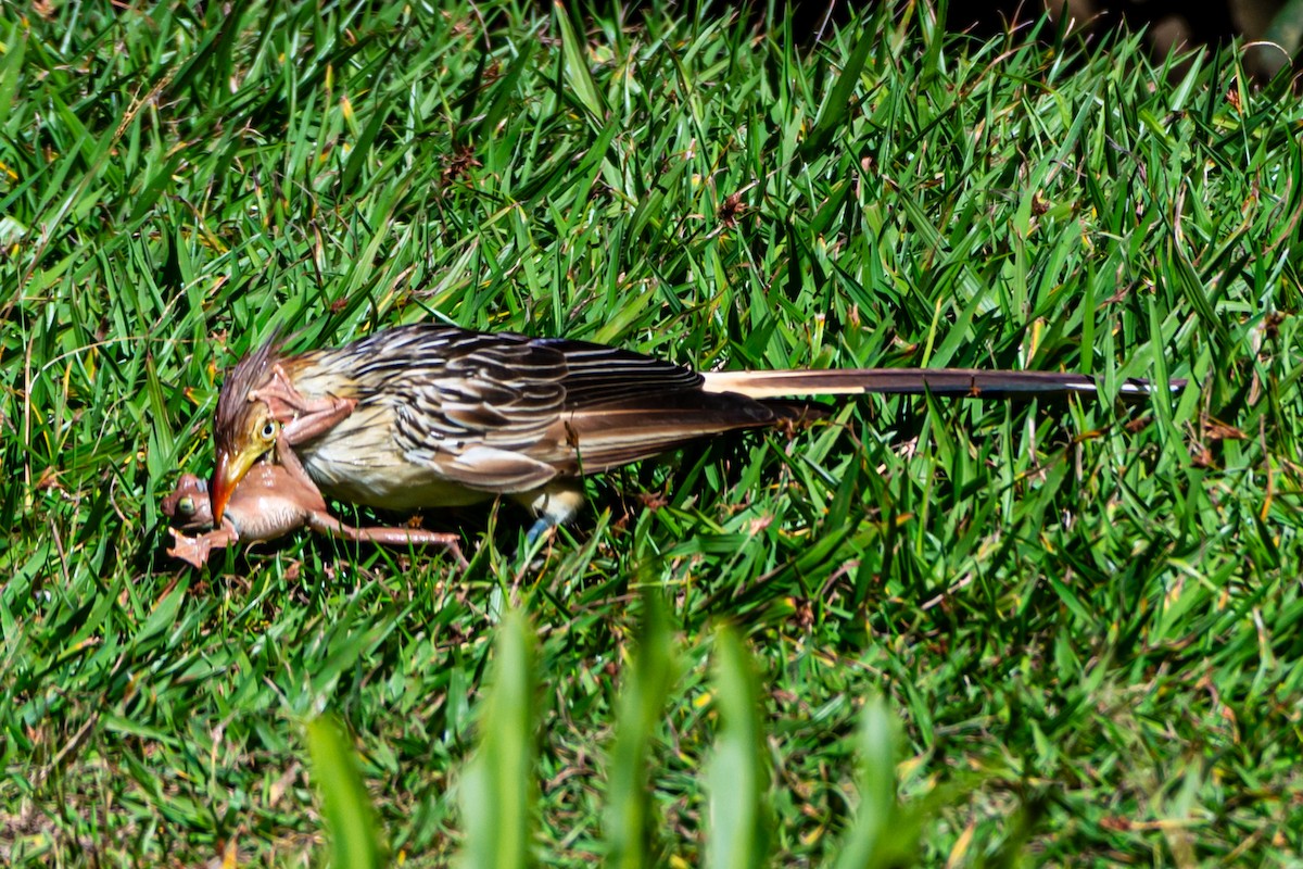 Guira Cuckoo - Kurt Gaskill