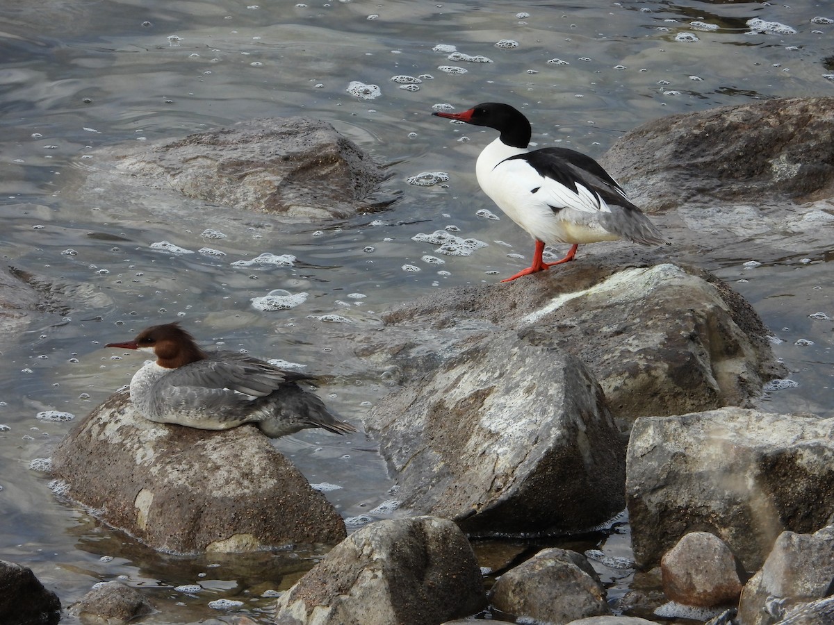 Common Merganser - ML619572382